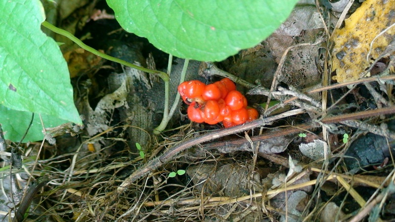 Image of Arum maculatum specimen.