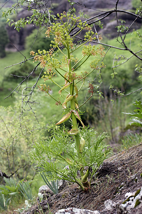 Image of genus Ferula specimen.