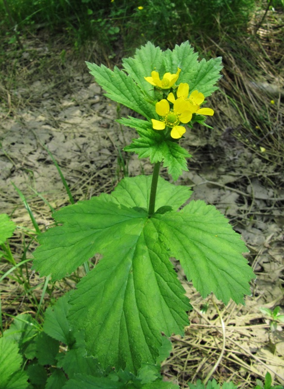 Image of Geum macrophyllum specimen.