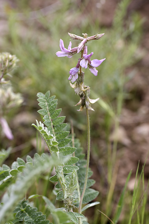 Image of Oxytropis baldshuanica specimen.