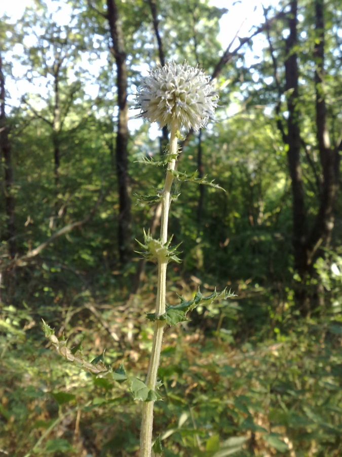 Image of Echinops galaticus specimen.