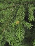 genus Picea. Веточка с галлом. Владивосток, Ботанический сад-институт ДВО РАН. 16 июня 2011 г.