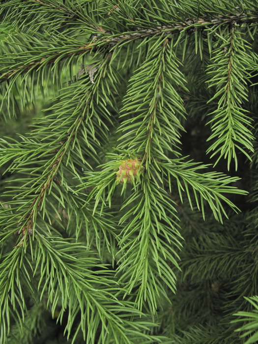 Image of genus Picea specimen.