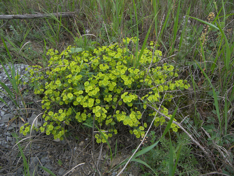 Изображение особи род Euphorbia.