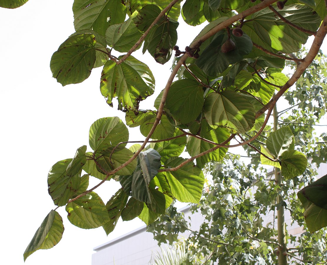 Image of Ficus auriculata specimen.