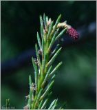 Pinus sylvestris. Верхушка побега с макростробилом (женской шишкой). Чувашия, окр. г. Шумерля, пойма р. Сура, сосновые посадки возле пляжа. 19 мая 2012 г.