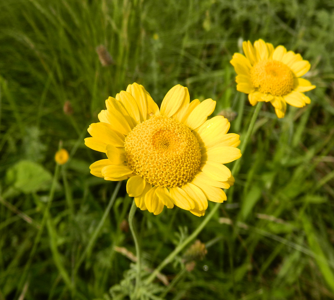 Изображение особи Anthemis tinctoria.