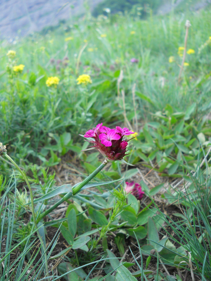 Image of Dianthus capitatus specimen.