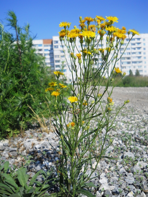 Image of Crepis tectorum specimen.