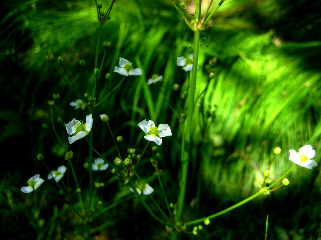 Image of Alisma plantago-aquatica specimen.