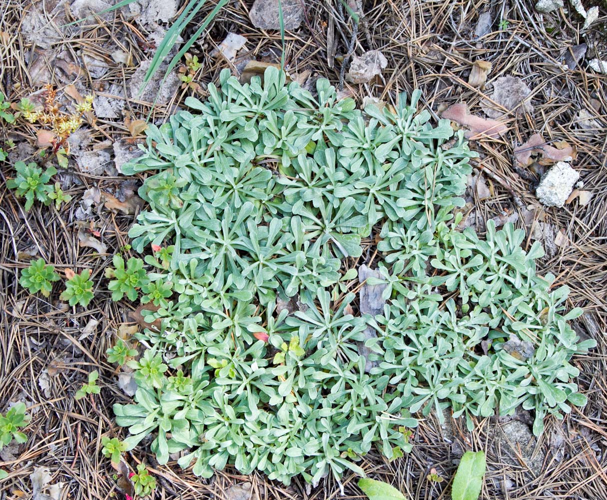 Изображение особи Antennaria dioica.