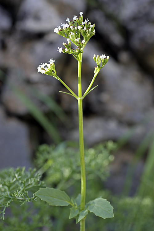 Image of Valeriana ficariifolia specimen.