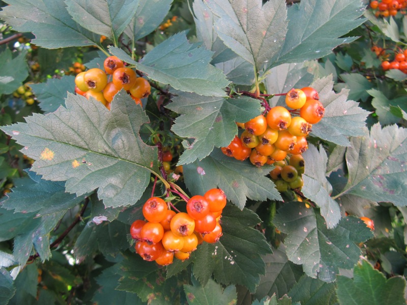 Image of genus Crataegus specimen.