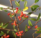 Cotoneaster salicifolius. Часть веточки с побегами и соплодиями. Германия, г. Кемпен, автостоянка у магазина. 11.11.2012.