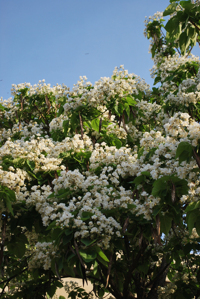 Изображение особи Catalpa bignonioides.