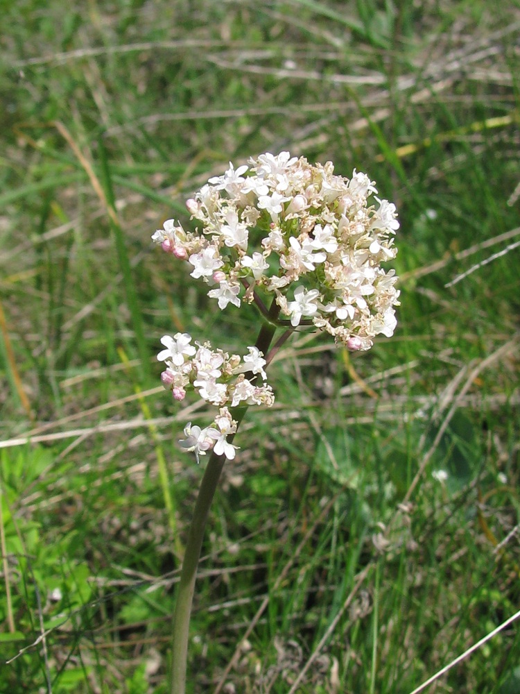 Изображение особи Valeriana tuberosa.