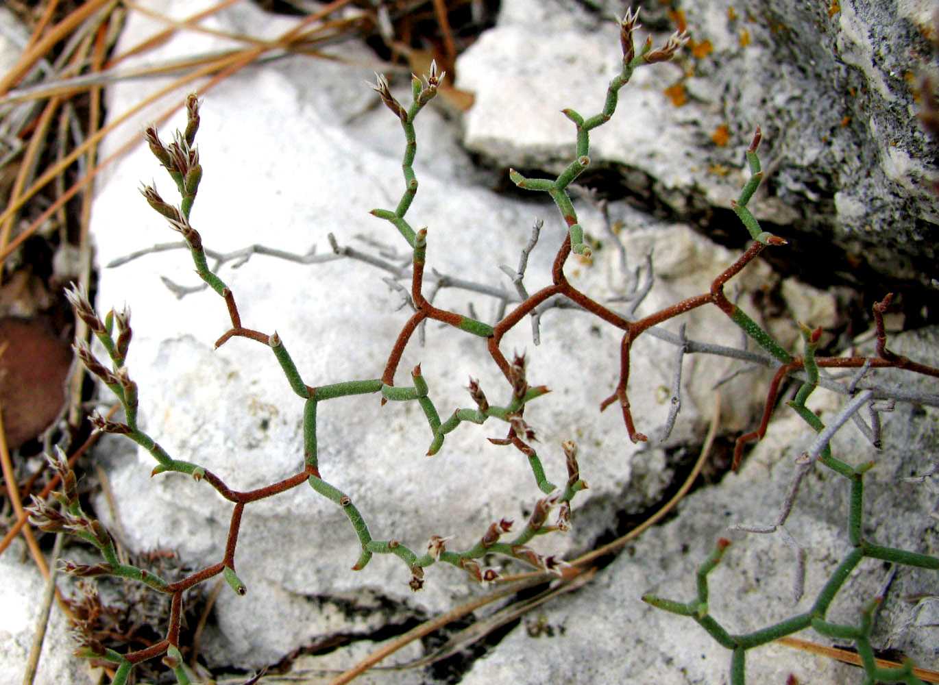 Image of Limonium cancellatum specimen.