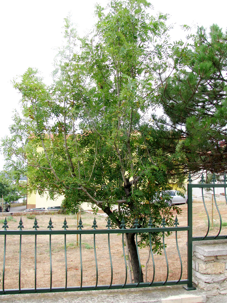 Image of Sorbus domestica specimen.