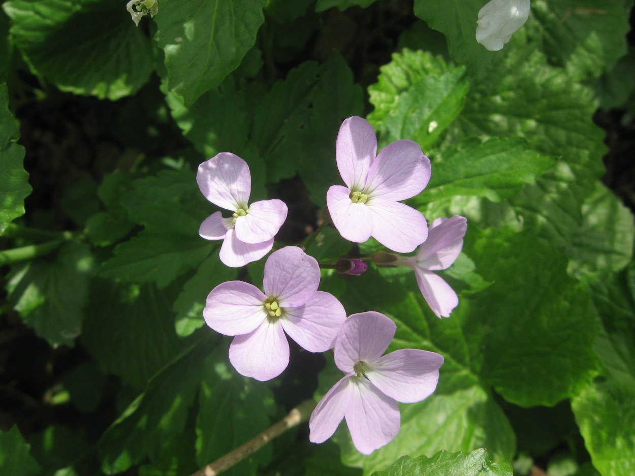 Image of Cardamine quinquefolia specimen.