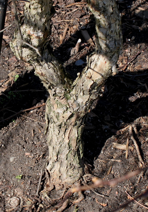 Image of Actinidia kolomikta specimen.