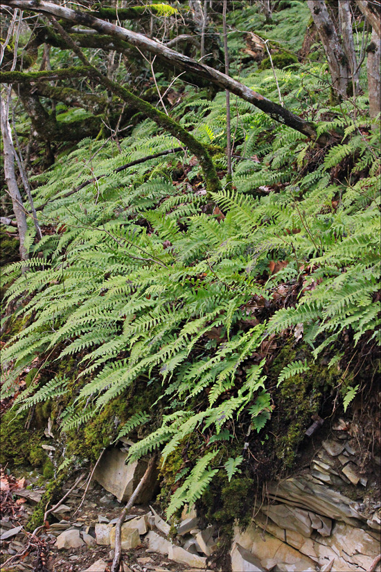 Изображение особи Polypodium vulgare.