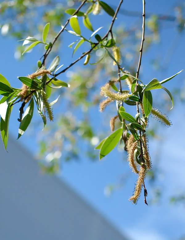 Image of Salix alba specimen.