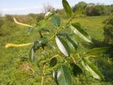 Salix &times; schumanniana