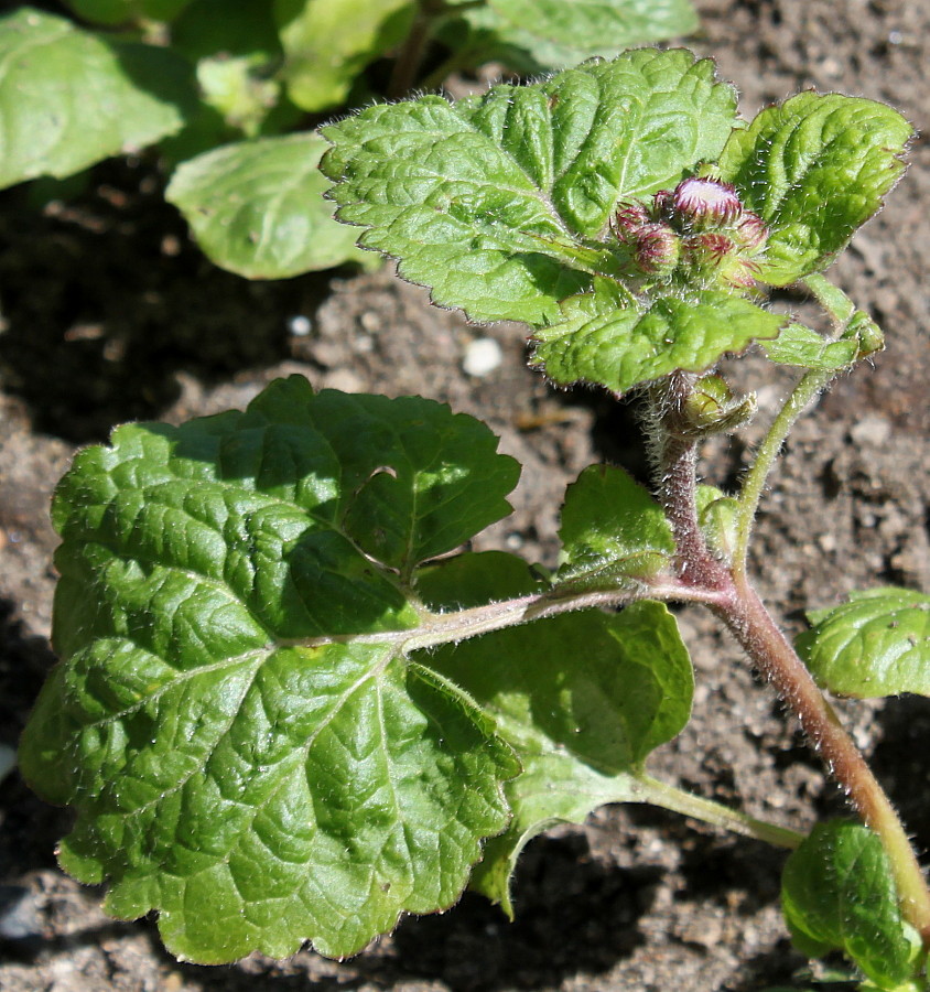 Image of Ageratum houstonianum specimen.