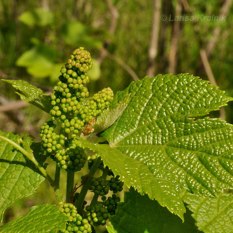 Image of Vitis amurensis specimen.