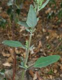 Chenopodium album. Часть побега с соцветиями. Крым, Карадагский заповедник, биостанция, у дороги. 6 сентября 2013 г.