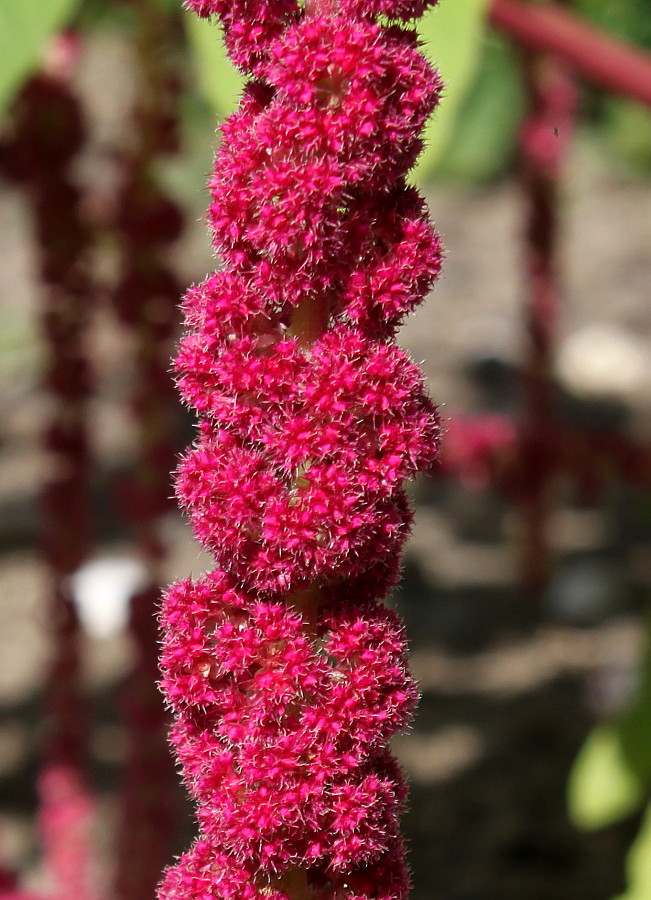 Image of Amaranthus caudatus specimen.