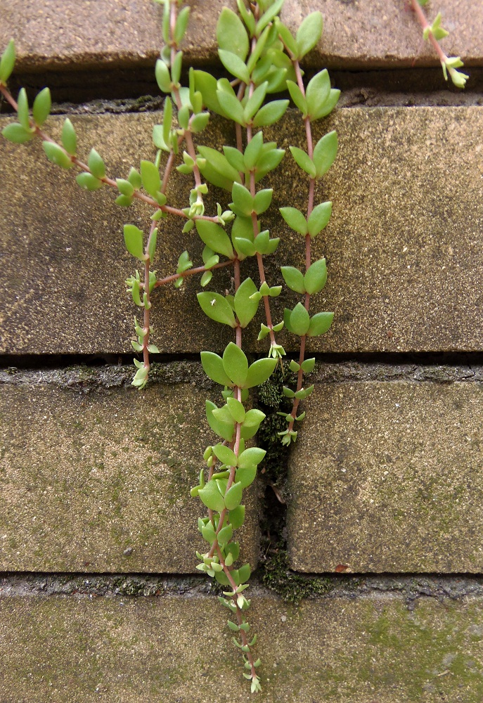 Image of Sedum sarmentosum specimen.