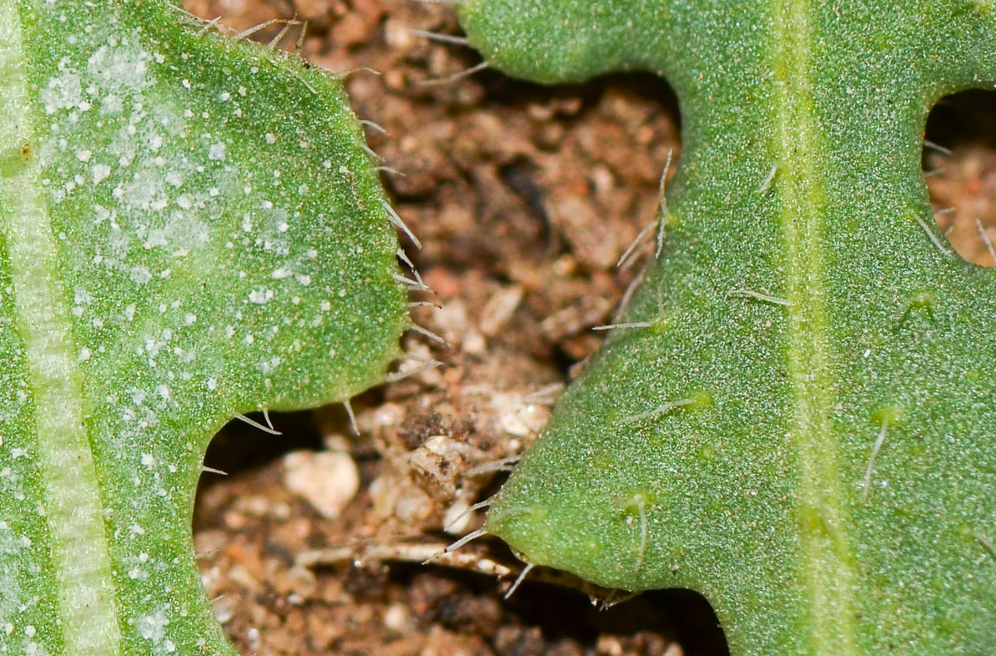 Image of Limonium sinuatum specimen.