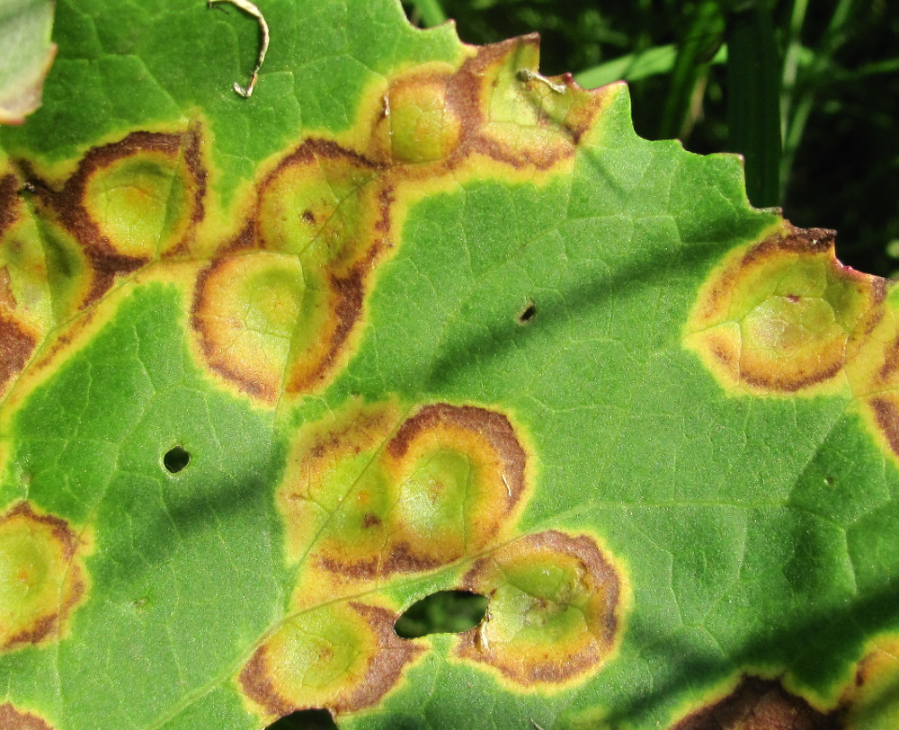 Image of Petasites spurius specimen.