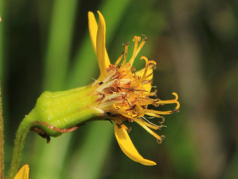 Изображение особи Ligularia lydiae.