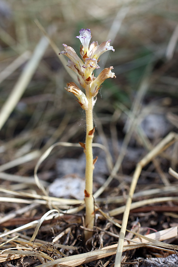 Image of Orobanche amoena specimen.