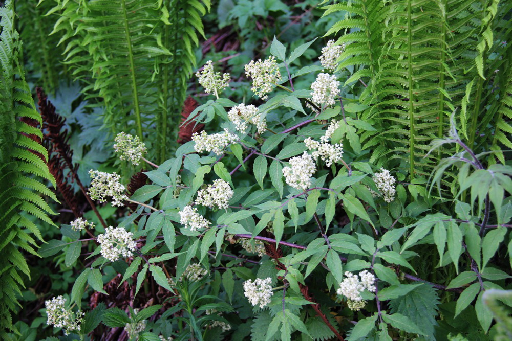 Image of Sambucus sibirica specimen.