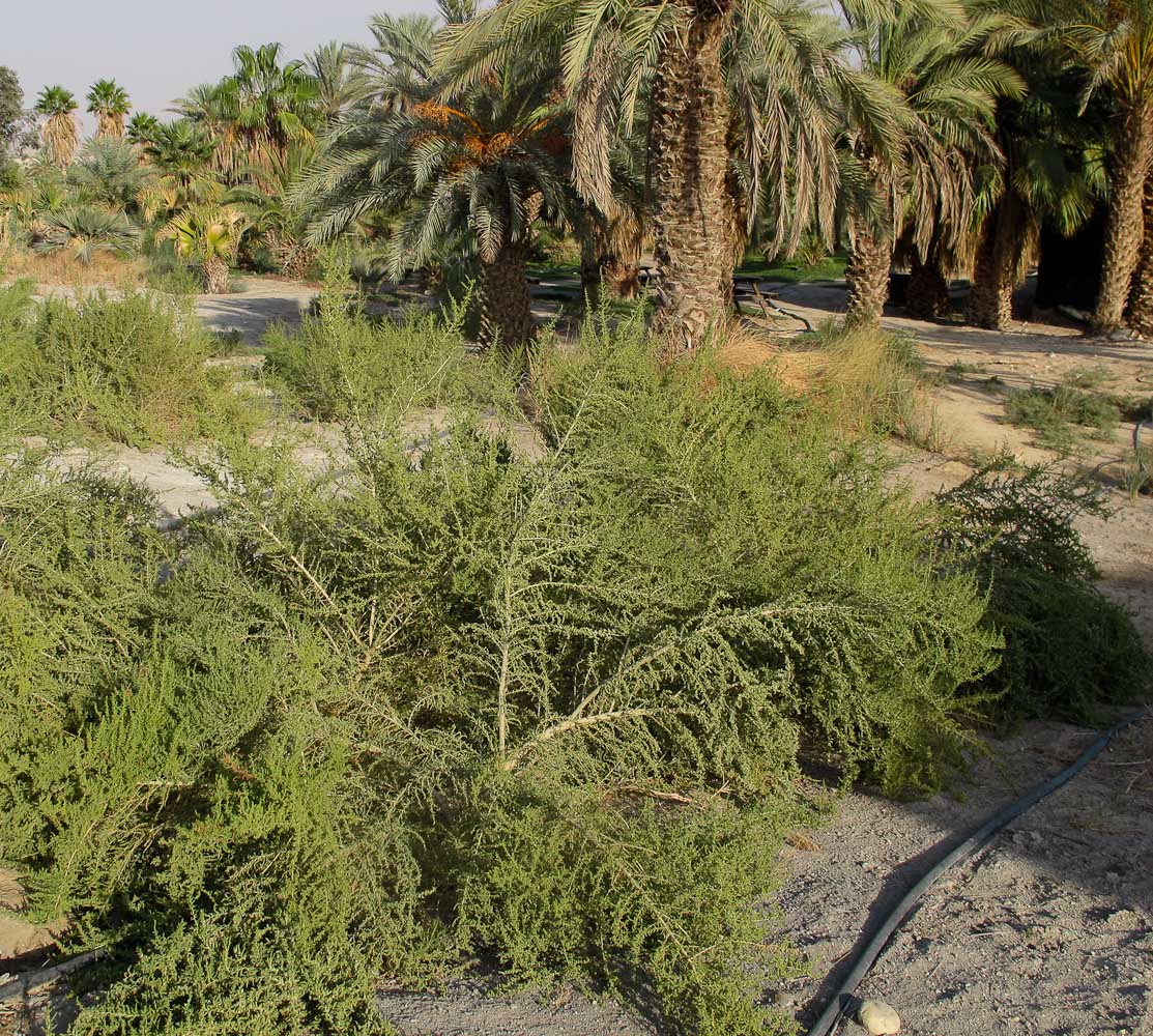 Image of Salsola imbricata specimen.