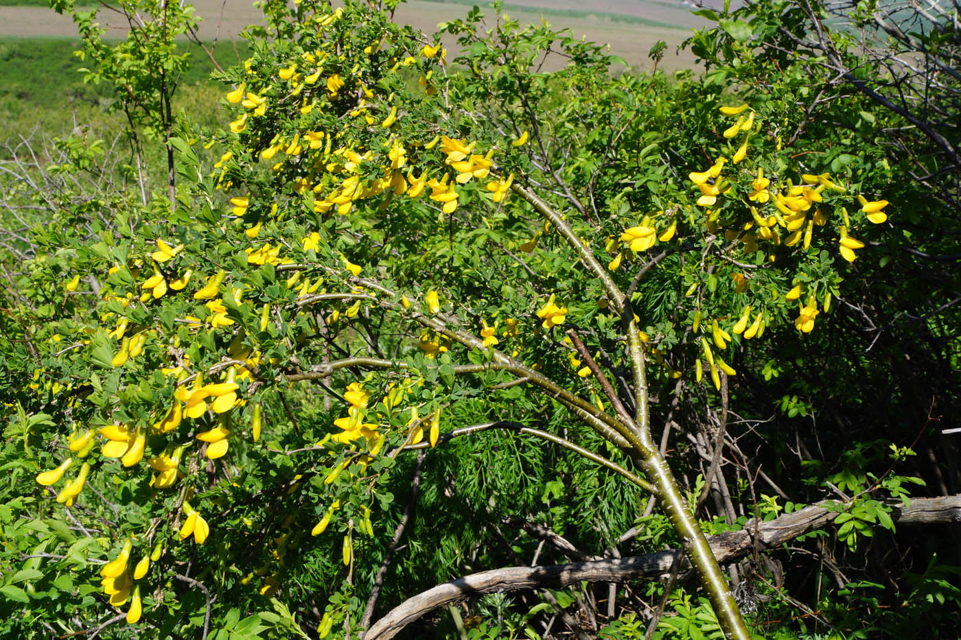 Image of genus Caragana specimen.