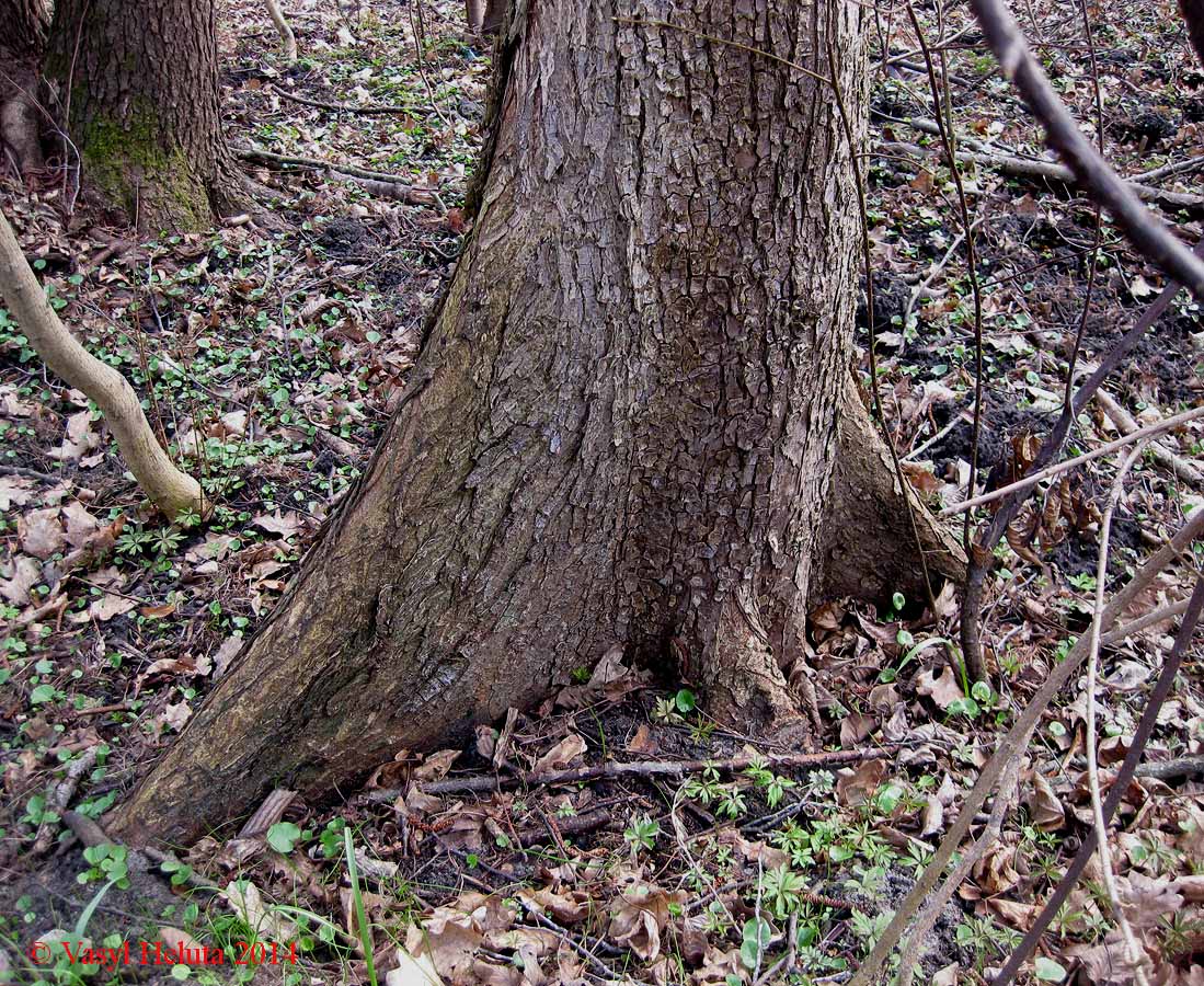 Image of genus Ulmus specimen.