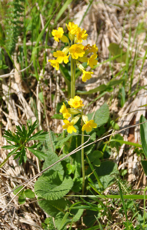 Image of Primula veris specimen.