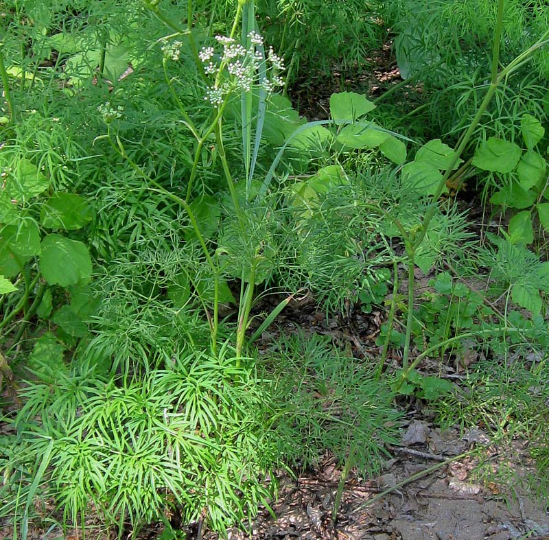 Image of Cenolophium fischeri specimen.