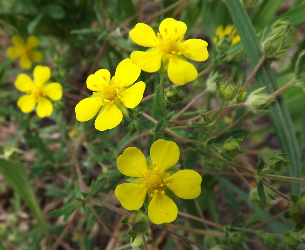 Image of genus Potentilla specimen.