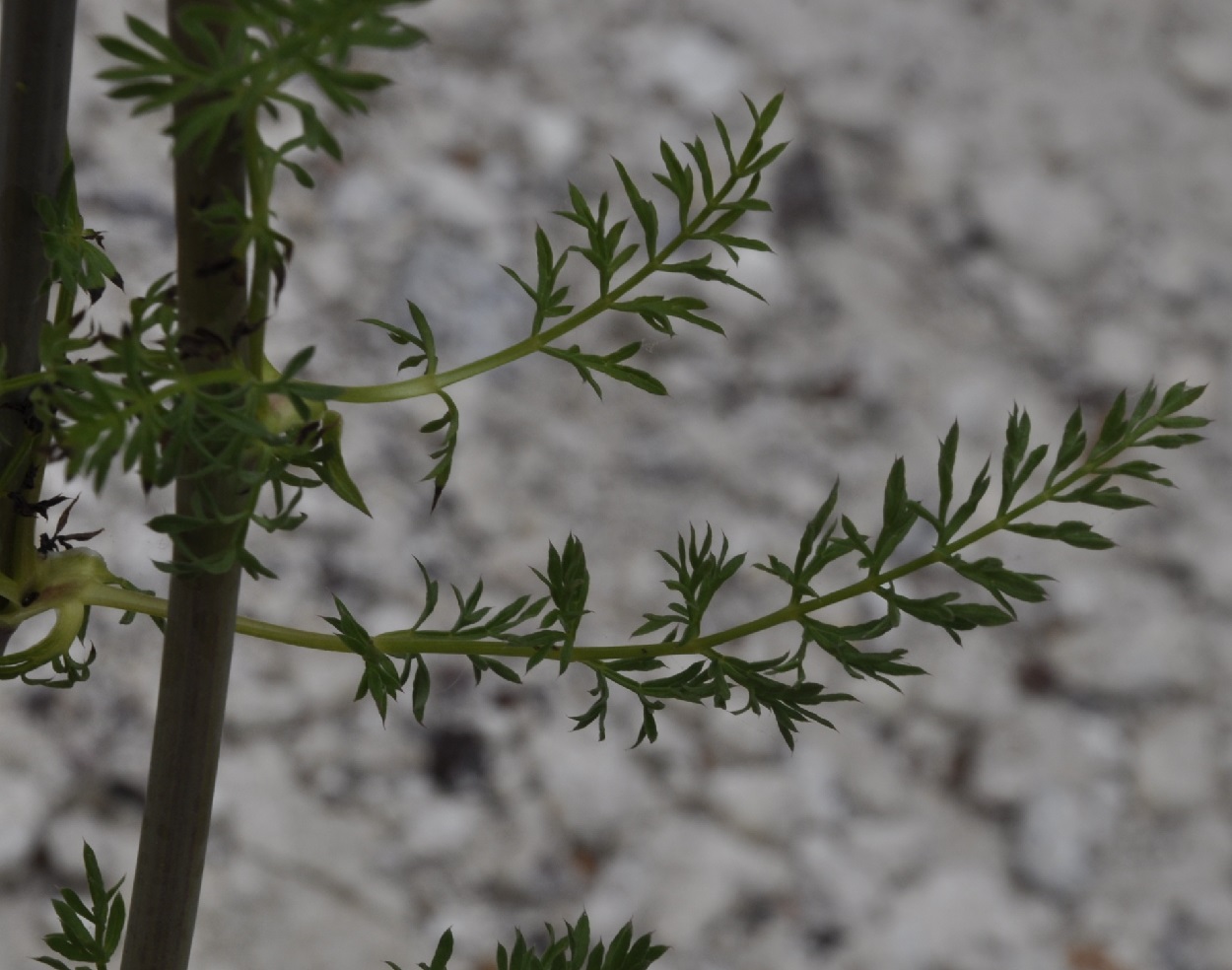 Изображение особи семейство Apiaceae.