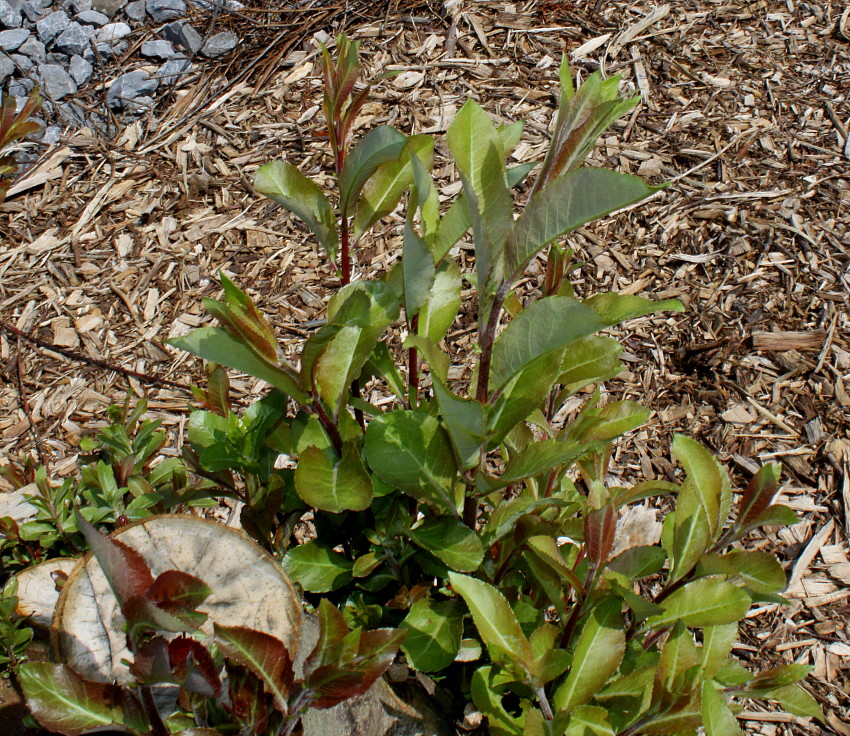 Image of genus Salix specimen.