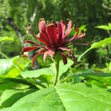 Calycanthus floridus