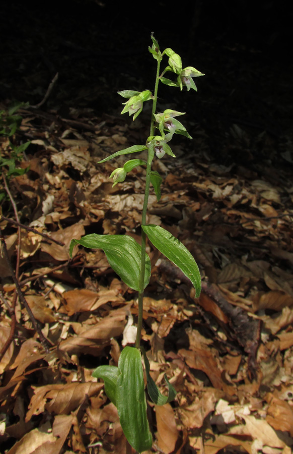 Image of Epipactis persica specimen.