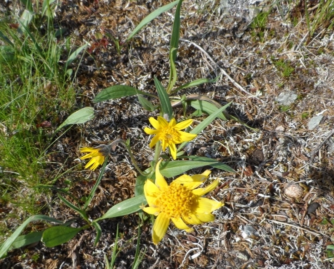 Изображение особи Arnica iljinii.