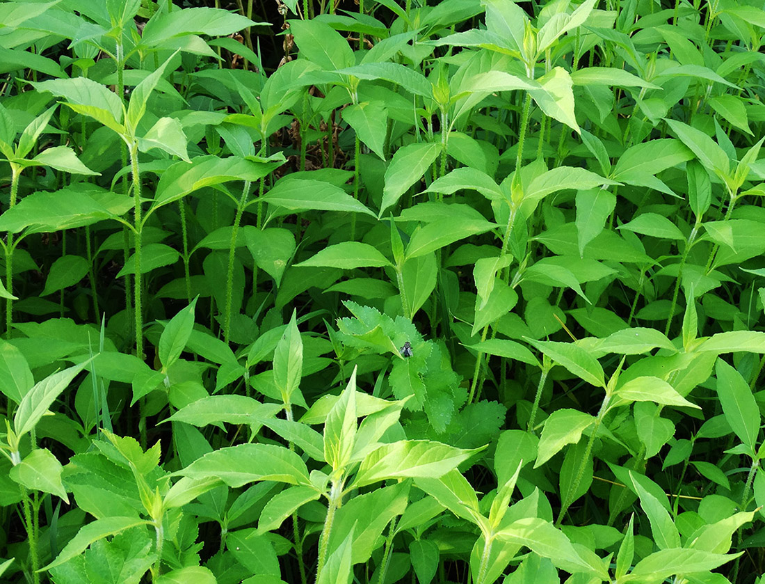 Изображение особи Helianthus tuberosus.