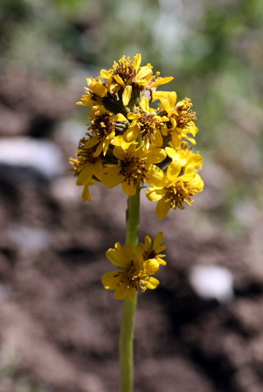 Image of Ligularia alpigena specimen.